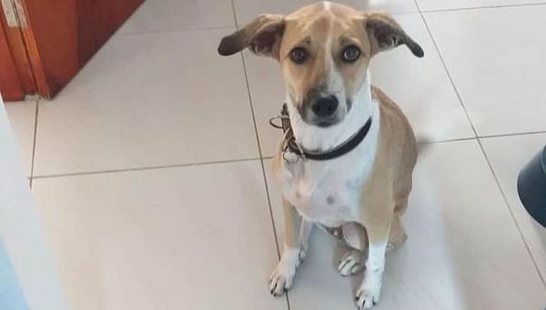 A cachorrinha Pandora que após a conexão de um voo no aeroporto de São Paulo desapareceu e até agora não foi encontrada