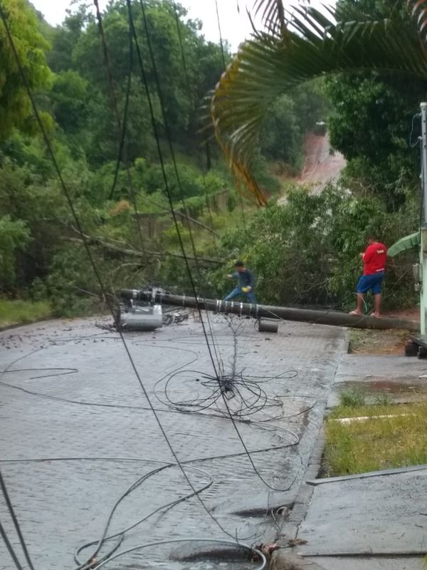 Árvore cai e interdita ES 257, em Aracruz.