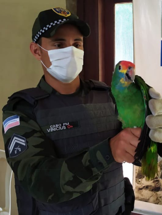   Ave ameaçada de extinção é resgatada no Caparaó    por Divulgação/ PMA