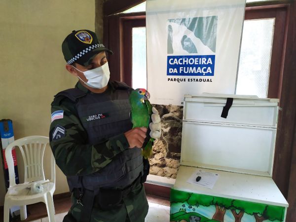   Ave ameaçada de extinção é resgatada no Caparaó    por Divulgação/ PMA