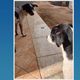 Imagem - 'Paolo Bracho': cachorro ilude dono e toma lugar de cão sumido no MS