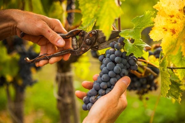 Vindima, colheita de uvas para produção de vinhos