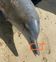 Golfinho morre ao ficar preso em rede de pesca em Vitória(Projeto Pegada)