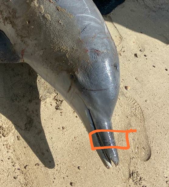 Golfinho morre ao ficar preso em rede de pesca em Vitória por Projeto Pegada
