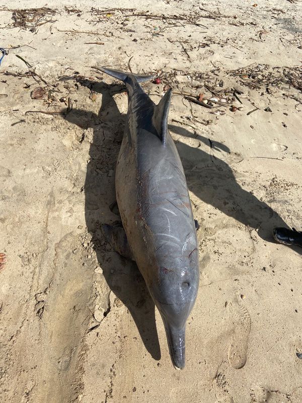 Golfinho morre ao ficar preso em rede de pesca em Vitória por Projeto Pegada