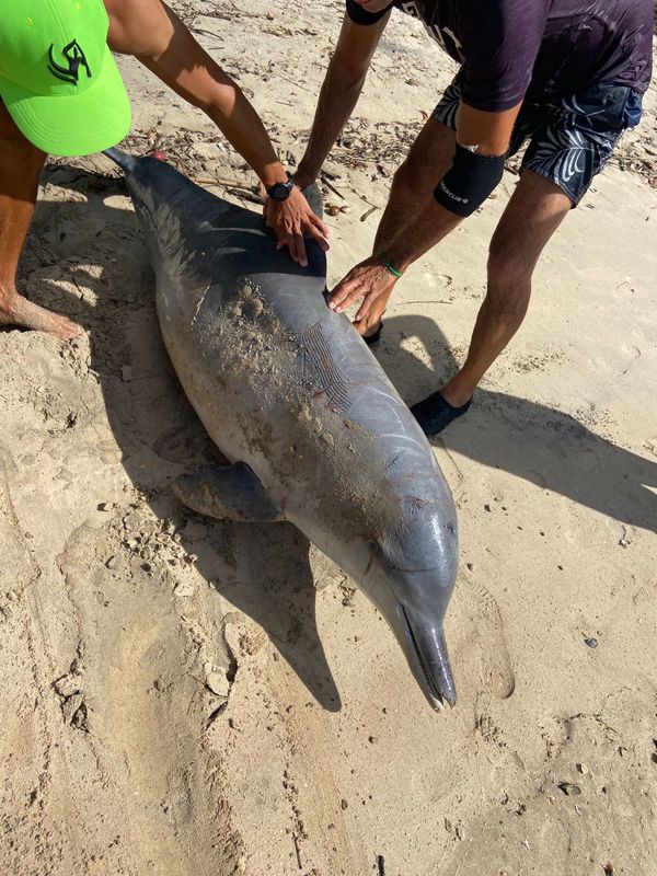 Golfinho morre ao ficar preso em rede de pesca em Vitória por Projeto Pegada