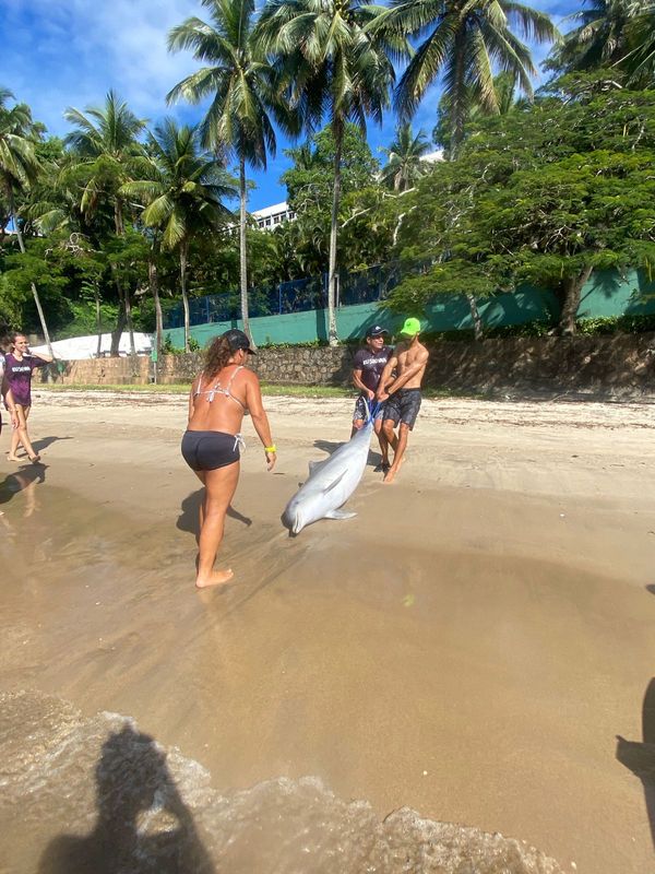 Golfinho morre ao ficar preso em rede de pesca em Vitória por Projeto Pegada