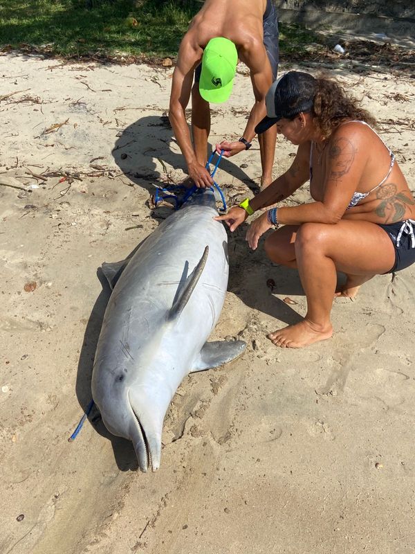 Golfinho morre ao ficar preso em rede de pesca em Vitória por Projeto Pegada