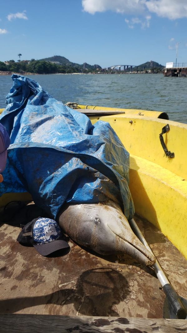 Golfinho morre ao ficar preso em rede de pesca em Vitória por Projeto Pegada