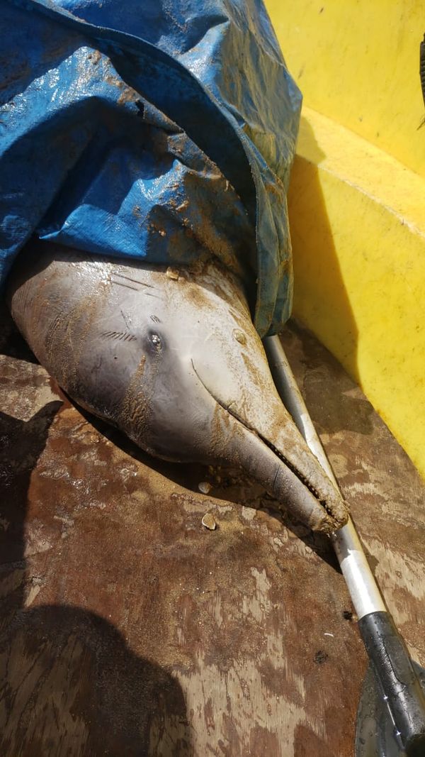 Golfinho morre ao ficar preso em rede de pesca em Vitória por Projeto Pegada