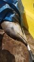 Golfinho morre ao ficar preso em rede de pesca em Vitória(Projeto Pegada)