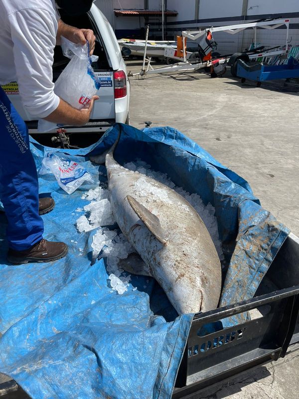 Golfinho morre ao ficar preso em rede de pesca em Vitória por Projeto Pegada