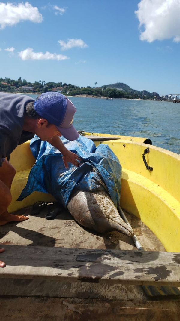 Golfinho morre ao ficar preso em rede de pesca em Vitória por Projeto Pegada