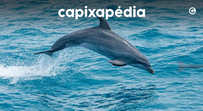 Últimas noticias sobre Dolphins