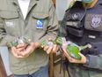Polícia Ambiental resgata filhotes de maritaca que caíram de ninho em Alegre(Divulgação \ 3° BPMES)