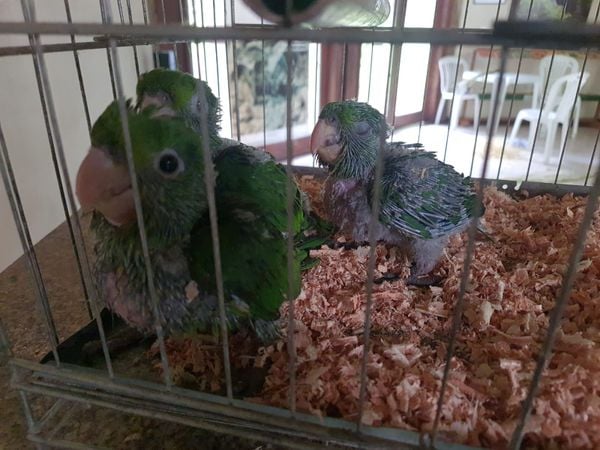 Polícia Ambiental resgata filhotes de maritaca que caíram de ninho em Alegre por Divulgação \ 3° BPMES