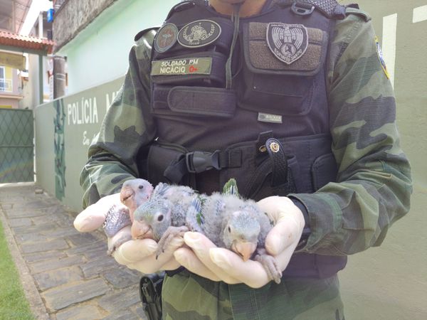 Polícia Ambiental resgata filhotes de maritaca que caíram de ninho em Alegre