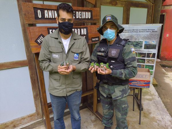 Polícia Ambiental resgata filhotes de maritaca que caíram de ninho em Alegre por Divulgação \ 3° BPMES