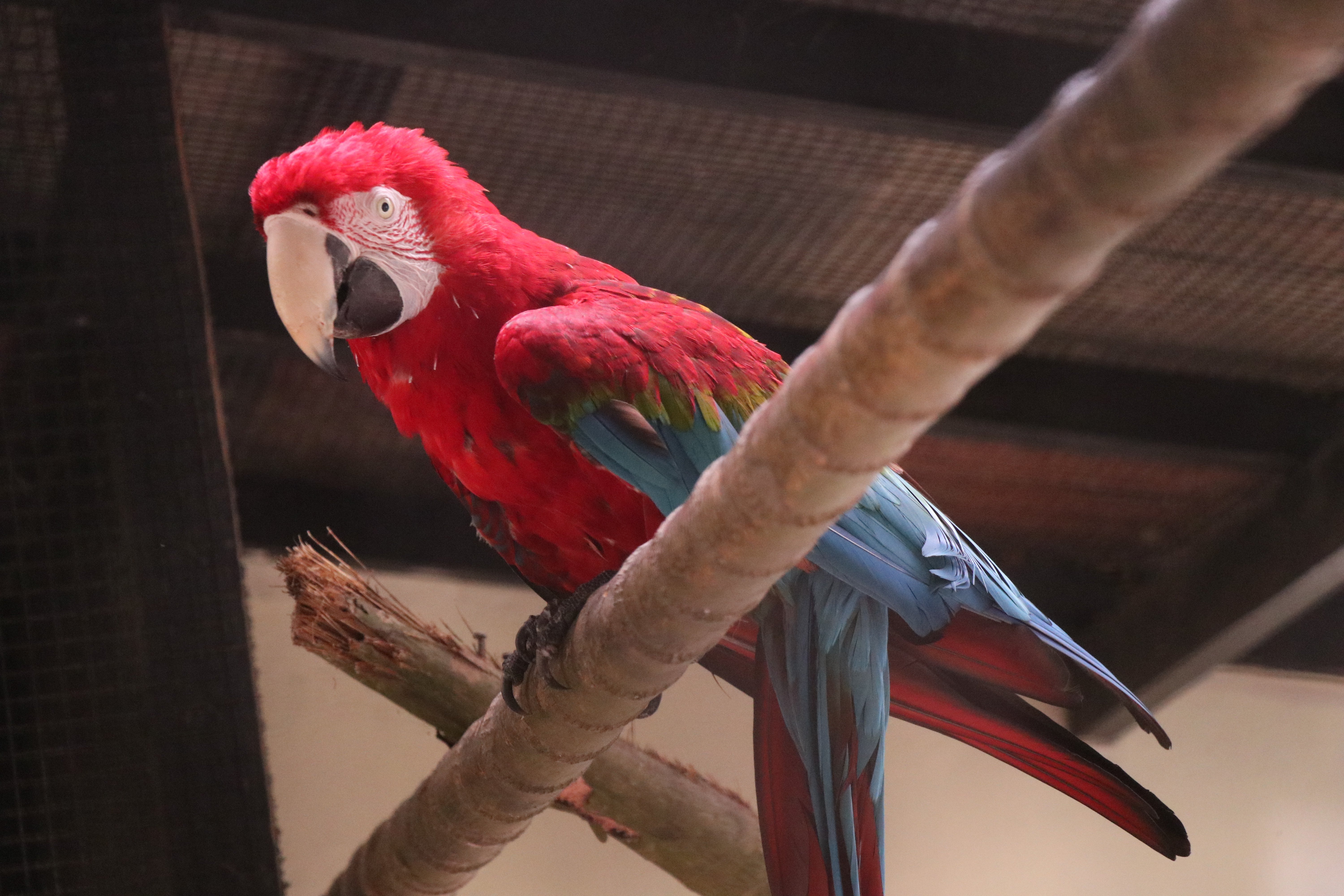 Jogos de ANIMAIS em COQUINHOS