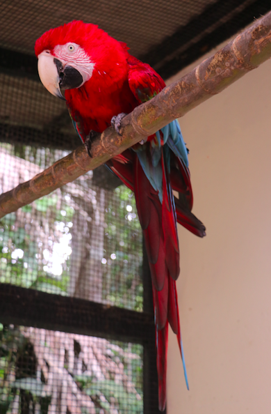 arara