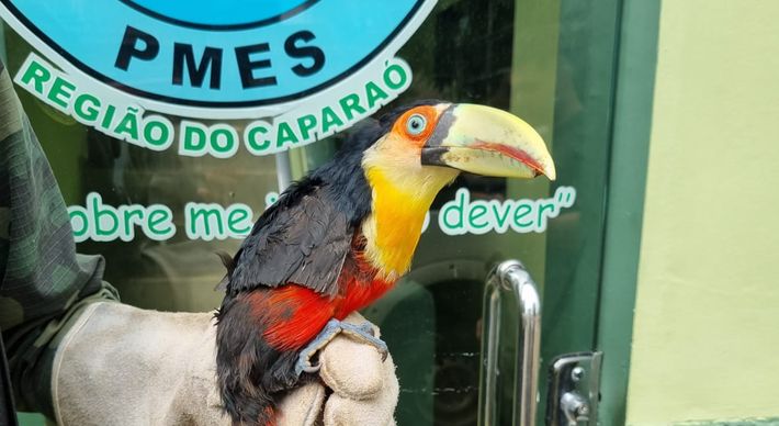 Tucano-de-bico-verde foi encontrado nesta terça-feira (15) após um morador de Divino de São Lourenço, na Região do Caparaó, acionar a Polícia Ambiental