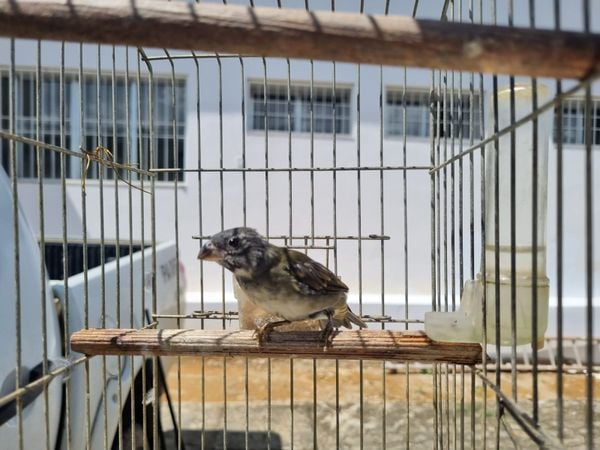 Polícia apreende armas e pássaros em risco de extinção em São José do Calçado