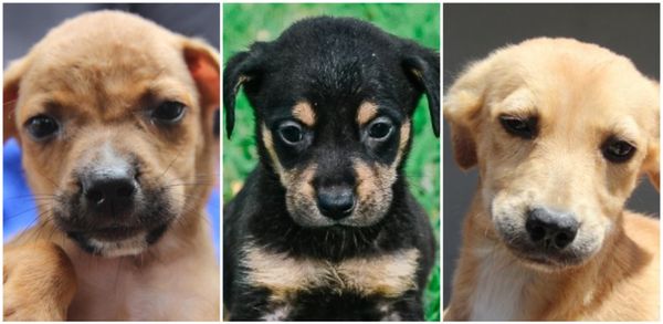 Animais para adoção na Grande Vitória