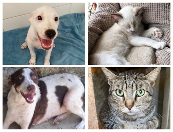 Blue, Cosme, Jasmin e Coringa foram resgatados por voluntários e esperam por um dono na Grande Vitória