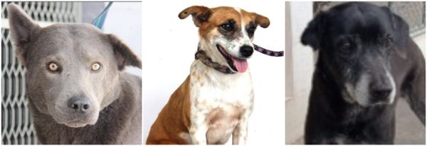 Mais de 200 animais estão à espera de um lar na Grande Vitória