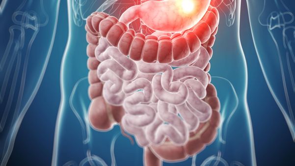 Estômago, intestino, organismo, cavidade abdominal
