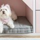 Imagem - Tem pet em casa? Saiba no que ficar de olho na decoração
