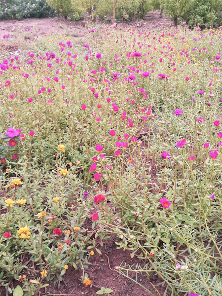 Casal de Alfredo Chaves transforma ponto viciado de lixo em jardim por Divulgação/ PMAC