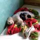 Imagem - Gata abandona 5 filhotes e cachorra poodle vira “mãe de leite”