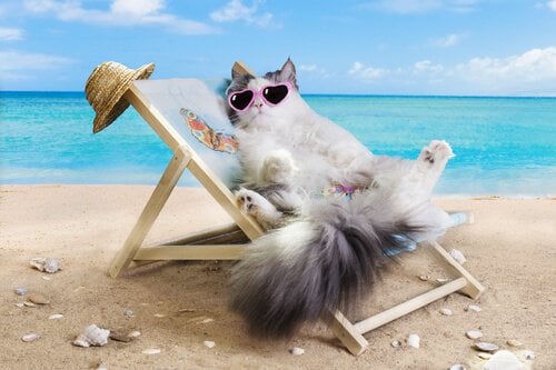 Posso levar meu gato à praia? 10 dicas para ele cair no mar sem risco