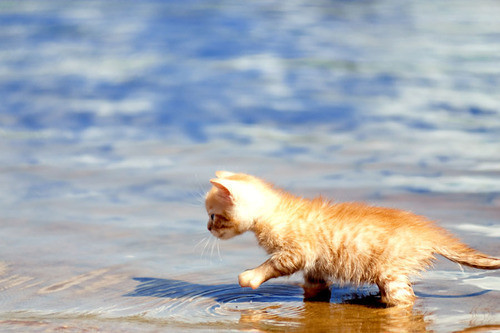 Posso levar meu gato à praia? 10 dicas para ele cair no mar sem risco