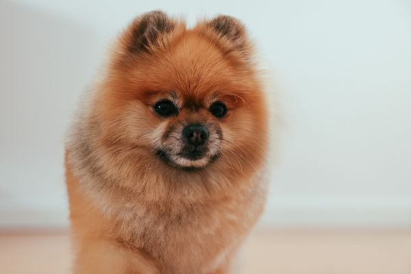 Cachorro, cão, pet