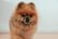 Cachorro, cão, pet