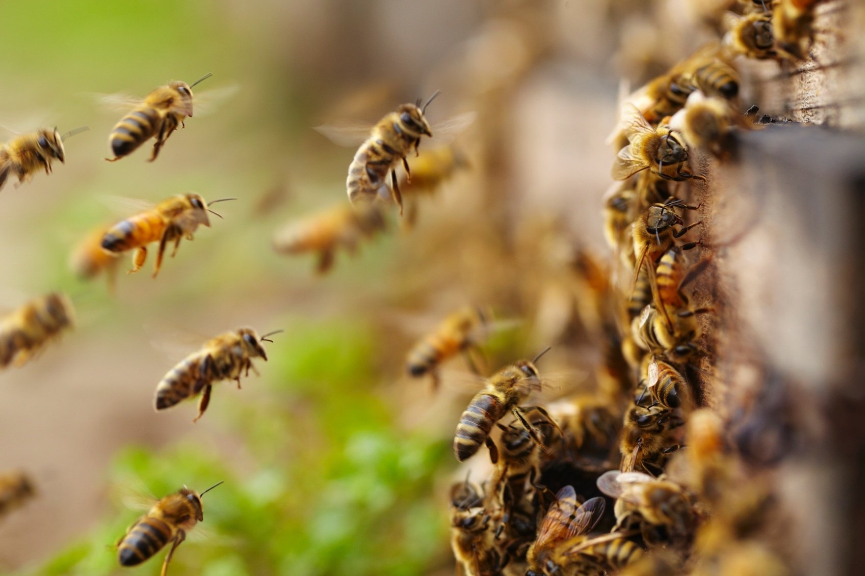 A substância, chamada Fipronil, atua no sistema nervoso central dos insetos; apicultores tentam restringir o uso do agrotóxico