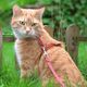 Imagem - Passear ou não com gatos? Eis a questão