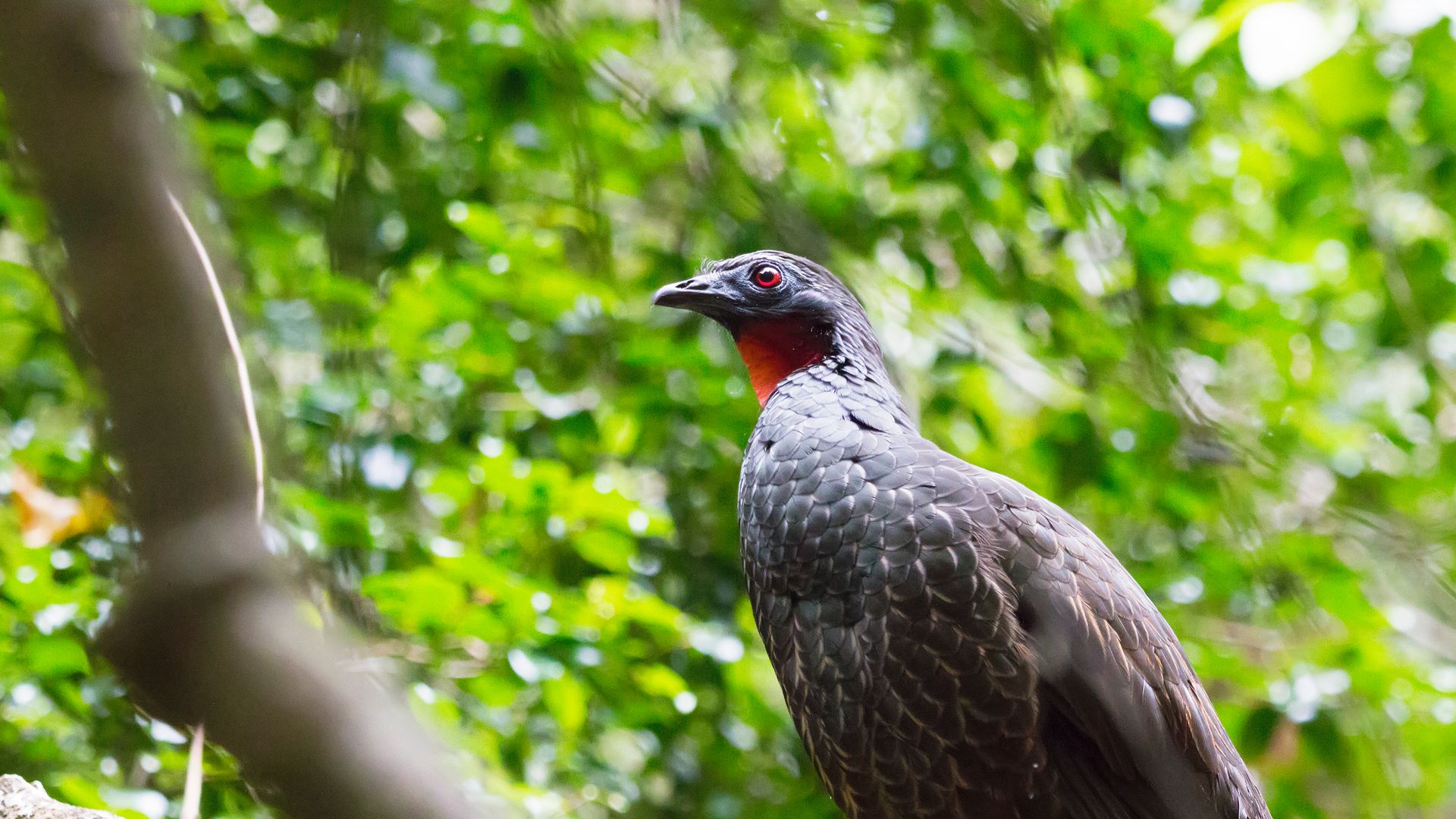"Apesar dessas aves (Jacu) serem de florestas mais fechadas, elas são tolerantes a campos abertos", explica o biólogo Brener Fabres da Silva. Crédito: Gabriel Bonfa