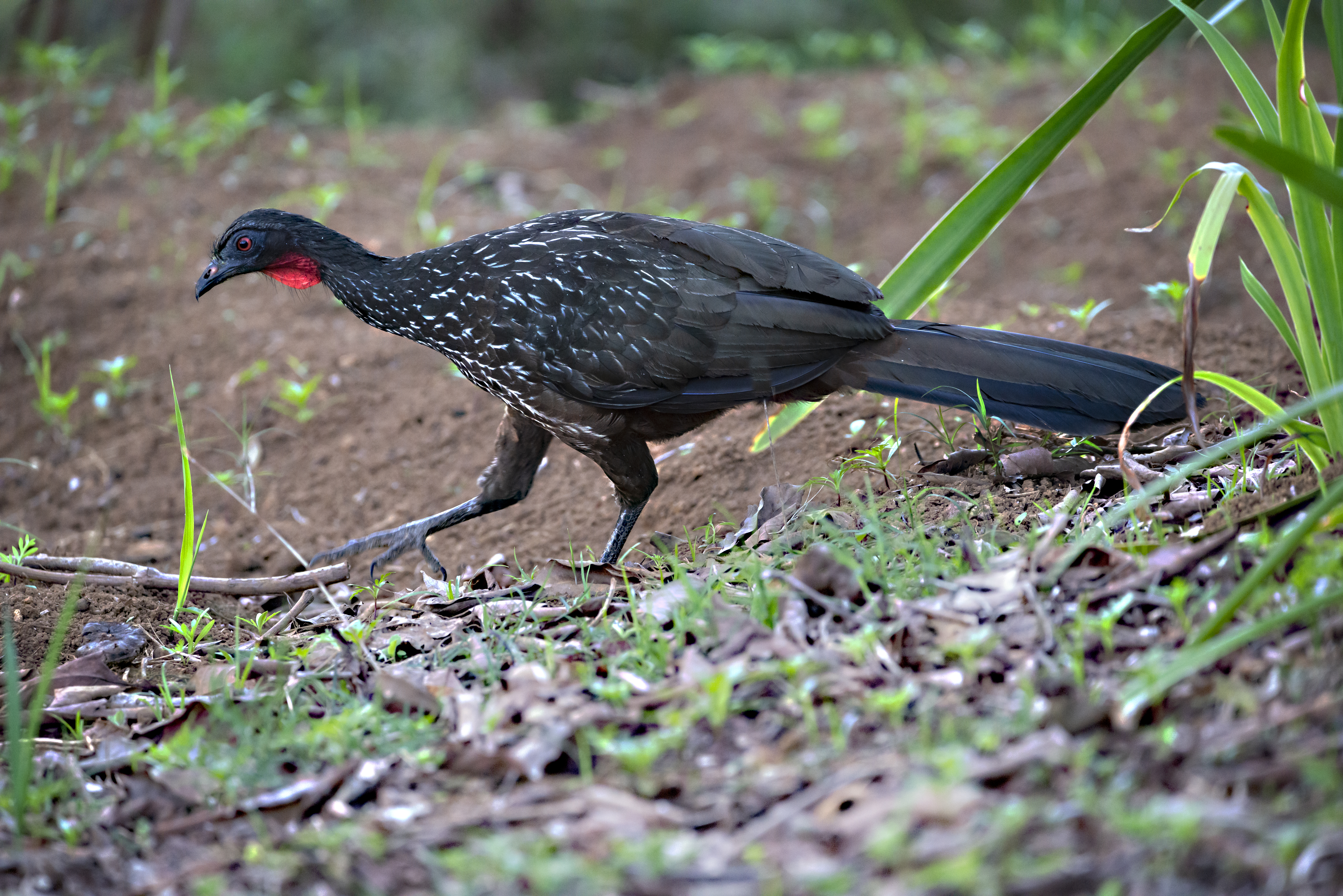 As fazes do Jacuaçu costumam ser encontradas perto das árvores e de outros lugares onde a ave descansa