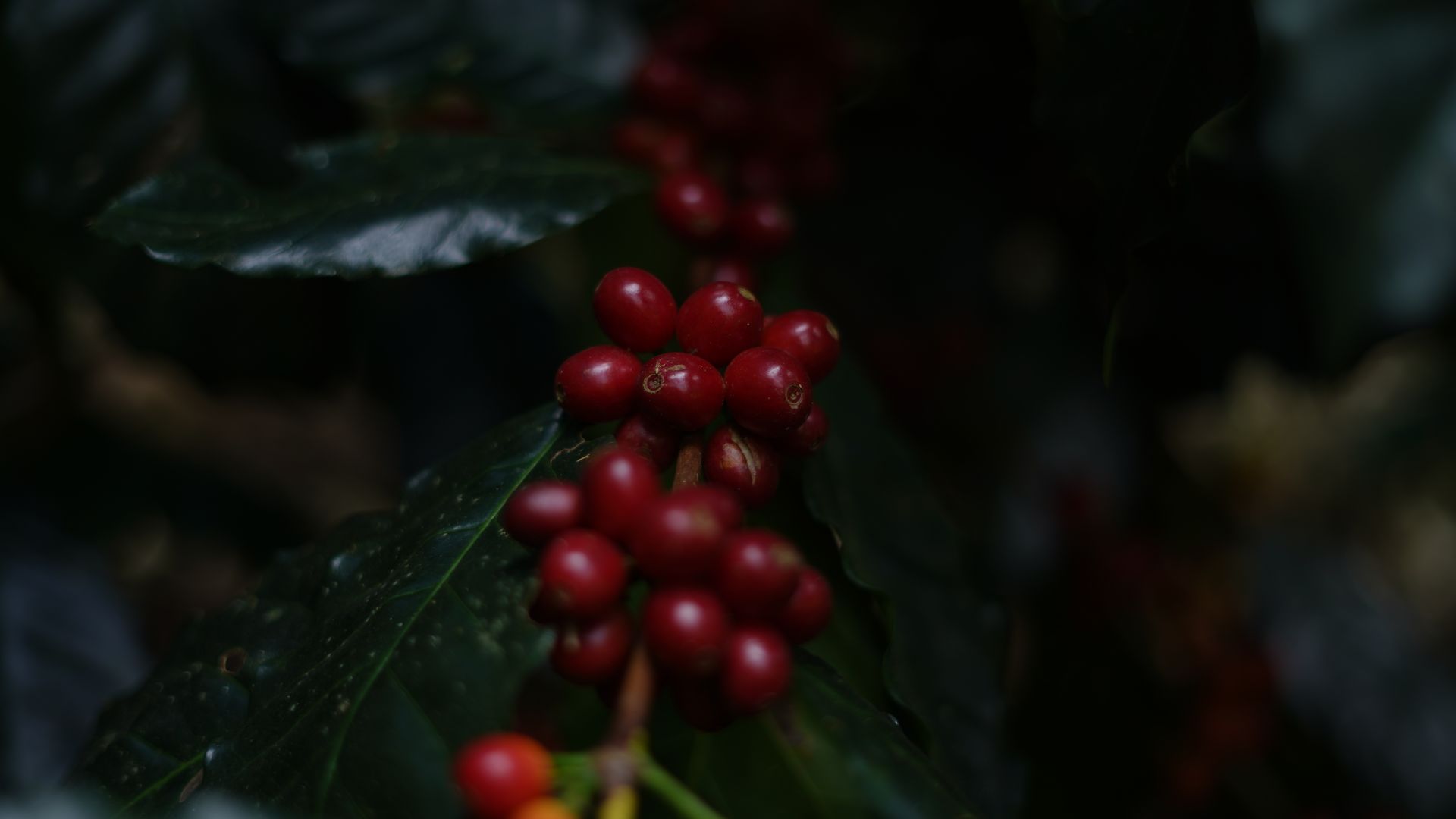 Conforme o grão do café avança no processo de maturação, a cor dele vai mudando de verde para vermelho, passando um estágio amarelado