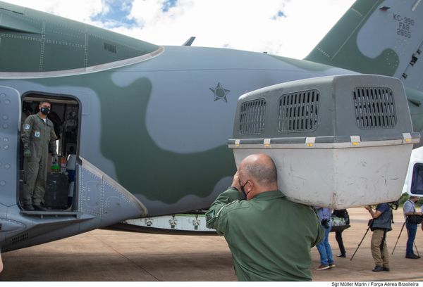 Aeronave da FAB foi à Polônia resgatar brasileiros e animais de estimação por Divulgação | FAB