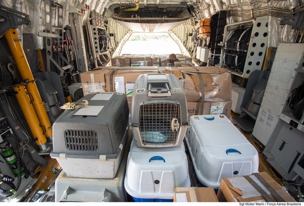 Aeronave da FAB foi à Polônia resgatar brasileiros e animais de estimação por Divulgação | FAB