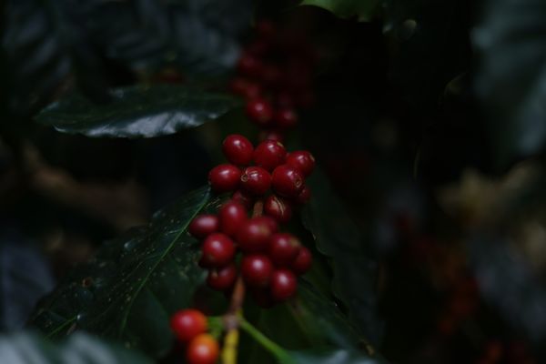 Conforme o grão do café avança no processo de maturação, a cor dele vai mudando de verde para vermelho, passando um estágio amarelado