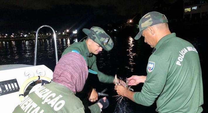 Quatro animais estavam presos em uma rede de espera de cerca de 300 metros retirada na área de proteção da APA Baía das Tartarugas, na noite desta quinta (10)