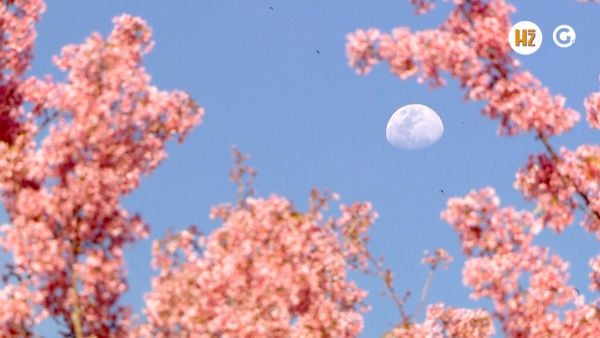A beleza do Bosque das Cerejeiras, em Pedra Azul, é exemplo do fascínio que a cultura japonesa exerce sobre os capixabas