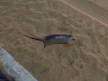 Animal foi encontrado em área incomum e acabou se escondendo em restinga