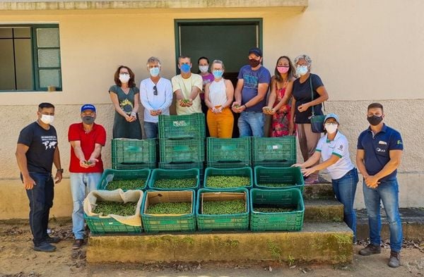 Diversas pessoas participaram da primeira colheita comercial de azeitonas, em Santa Tereza