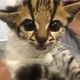 Imagem - Fêmea filhote de gato-maracajá é resgatada e passará por cirurgia em Vitória